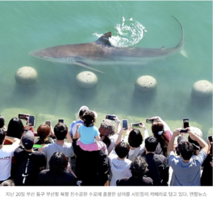 부산 바다에 상어가 떴다?"… 뜻밖의 인파와 대박 난 이색 상품들 3 부산 북항 수로에 4일째 갇힌 상어 모습