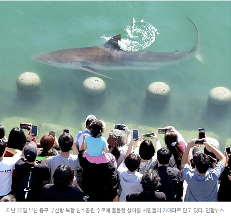 부산 바다에 상어가 떴다?"… 뜻밖의 인파와 대박 난 이색 상품들 1 부산 북항 수로에 4일째 갇힌 상어 모습